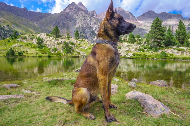 Belgischer Schäferhund auf Natur