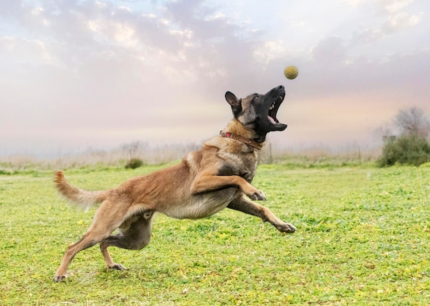 Belgischer Schäferhund in der Natur