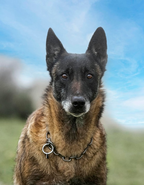 Belgischer Schäferhund in der Natur