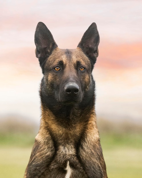 Belgischer Schäferhund in der Natur