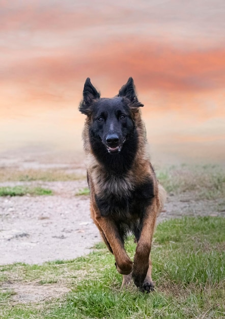 Belgischer Schäferhund in der Natur