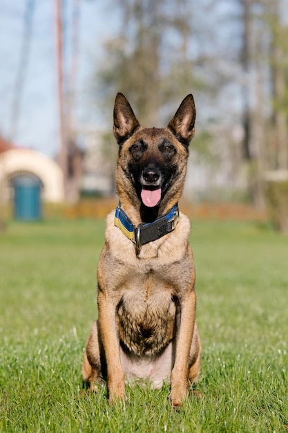 Belgischer Schäferhund läuft auf einem Feld