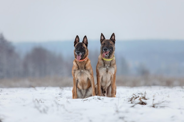 Belgischer Schäferhund läuft und springt. Malinois-Hund in der Winterlandschaft