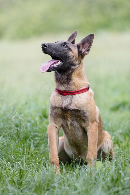 Belgischer Schäferhund Malinois Hund