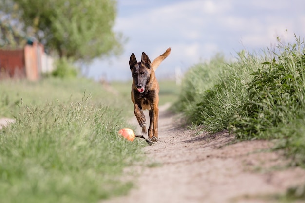 Belgischer Schäferhund Malinois Hund