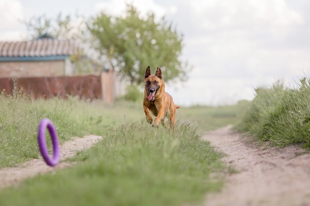 Belgischer Schäferhund Malinois Hund