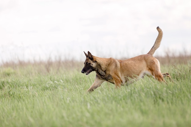 Belgischer Schäferhund Malinois Hund