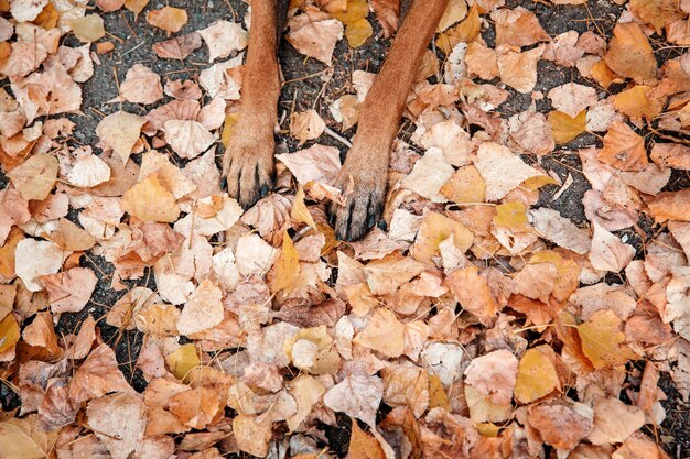 Belgischer Schäferhund Malinois steht im Laub im öffentlichen Park. Herbst. Glücklicher Hund an