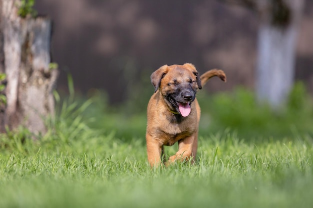Belgischer Schäferhund (Malinois) Welpe spielt auf dem Hinterhof. Zwinger. Hundestreu. Welpe auf dem grünen gr