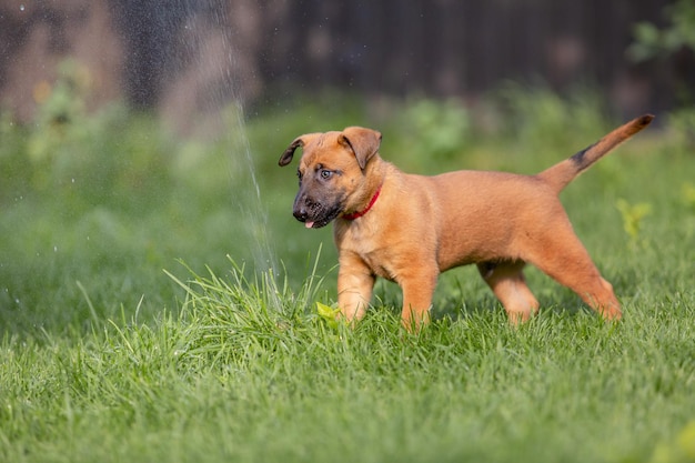 Belgischer Schäferhund (Malinois) Welpe spielt auf dem Hinterhof. Zwinger. Hundestreu. Welpe auf dem grünen gr