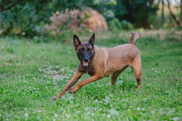 Belgischer Schäferhund (Malinois) Welpe spielt auf dem Hinterhof. Zwinger. Hundestreu. Welpe auf dem grünen gr