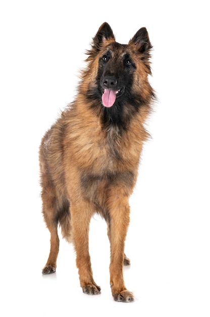 belgischer schäferhund tervueren