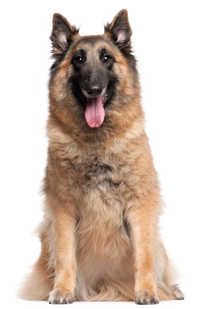 Belgischer Schäferhund, Tervuren, 4 Jahre alt, sitzend