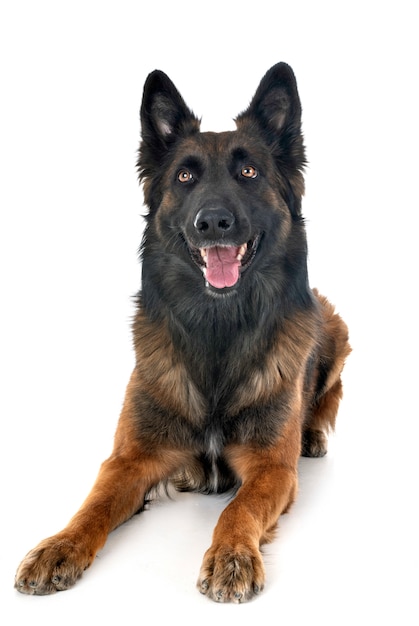 belgischer schäferhund tervuren
