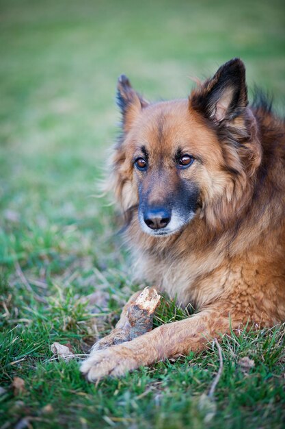 Belgischer Schäferhund