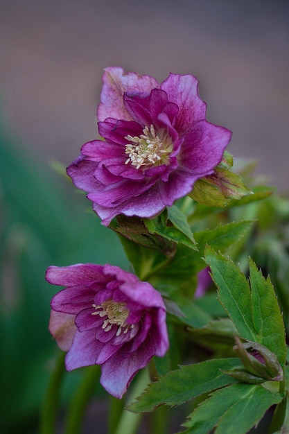 Beliebte Kulturblumen für den Winter- und Frühlingsgarten Im Frühlingsgarten wachsen Nieswurz-Hybriden oder Schwarze Nieswurz