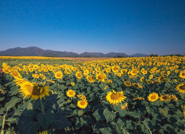 Beliebte Sonnenblumen werden als Zierpflanzen gepflanzt, Sonnenblumen werden dicht an dicht zu einem Sonnenblumenfeld gepflanzt.