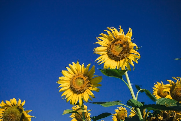 Beliebte Sonnenblumen werden als Zierpflanzen gepflanzt, Sonnenblumen werden dicht an dicht zu einem Sonnenblumenfeld gepflanzt.