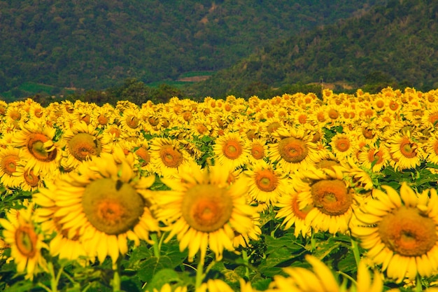 Beliebte Sonnenblumen werden als Zierpflanzen gepflanzt, Sonnenblumen werden dicht an dicht zu einem Sonnenblumenfeld gepflanzt.
