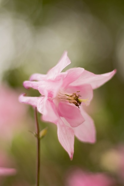 Bell closeup cor de rosa o fundo está desfocado