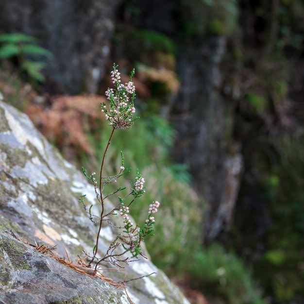 Bell Heather (Erica Cinerea) wächst aus einem Felsbrocken im Herbst am Glaslyn River