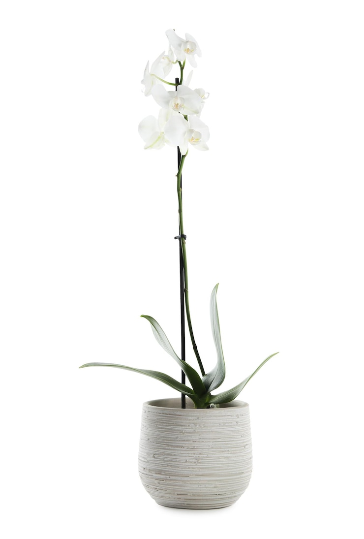 Foto bella flor de orquídea en flor en una olla aislada en blanco