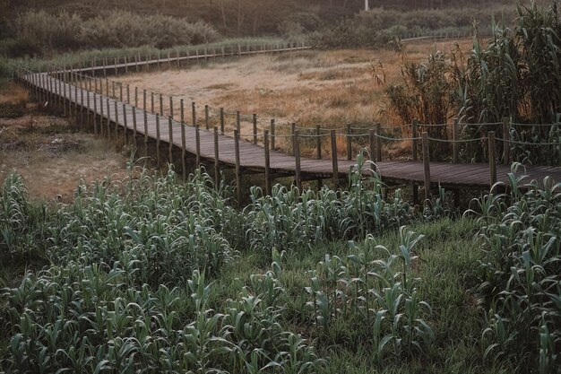 Bella foto de un largo muelle de madera sobre un prado