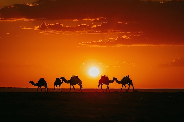 Bella foto de siluetas de camellos contra el telón de fondo del sol poniente en el desierto