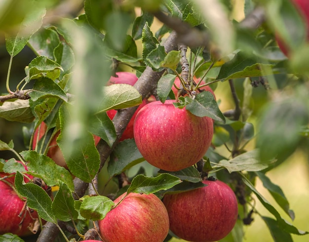 Bella imagen con manzanas rojas naturales en el árbol