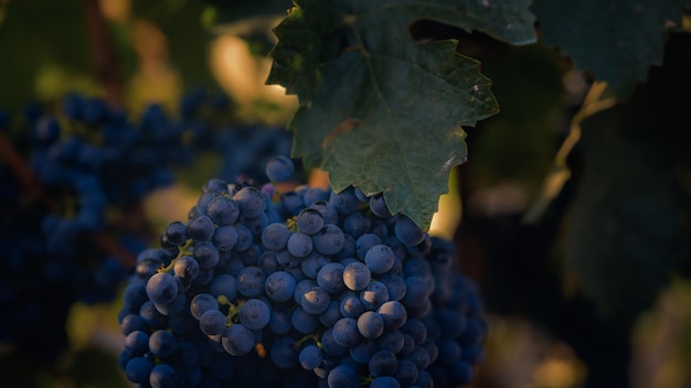 Bella imagen con uvas maduras en un bonito amanecer