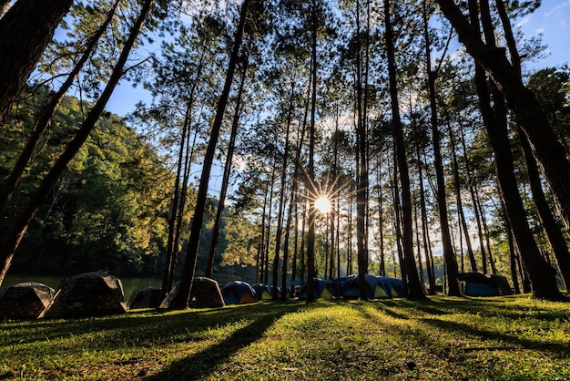 Bella luz del sol y sombra de los pinos