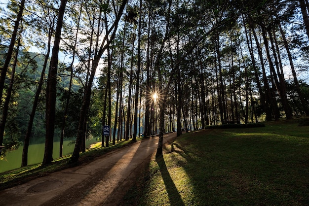 Bella luz del sol y sombra de los pinos