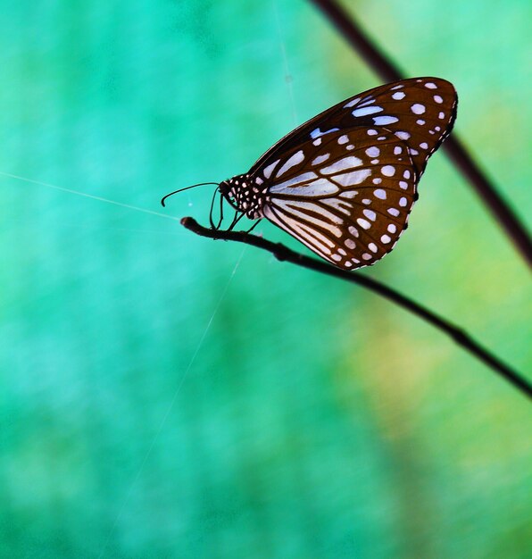 Bella mariposa en el jardín