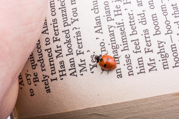 Bella mariposa roja caminando sobre una página de un libro