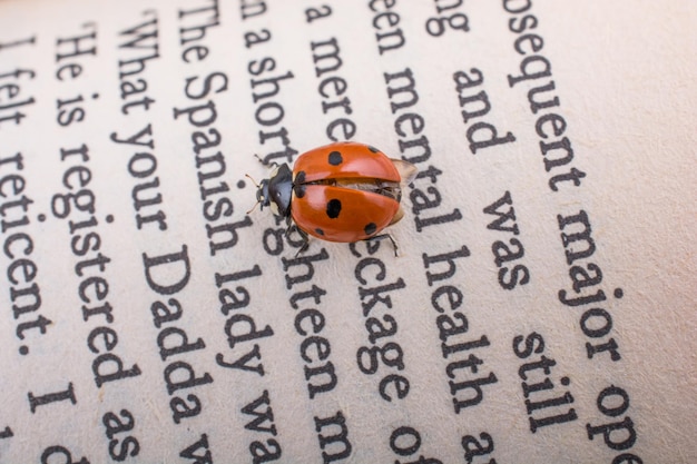 Bella mariposa roja caminando sobre una página de un libro