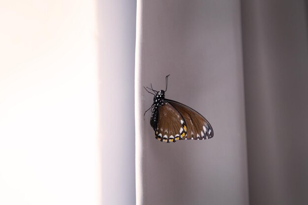 Bella mariposa sentada en la cortina cerca de la ventana