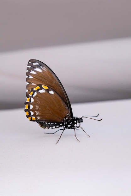 Foto bella mariposa sentada en el textil gris