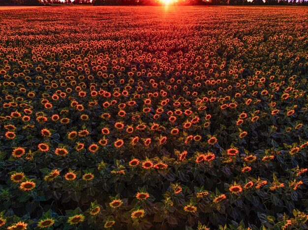 Foto bella puesta de sol y un campo de maíz hermoso sol