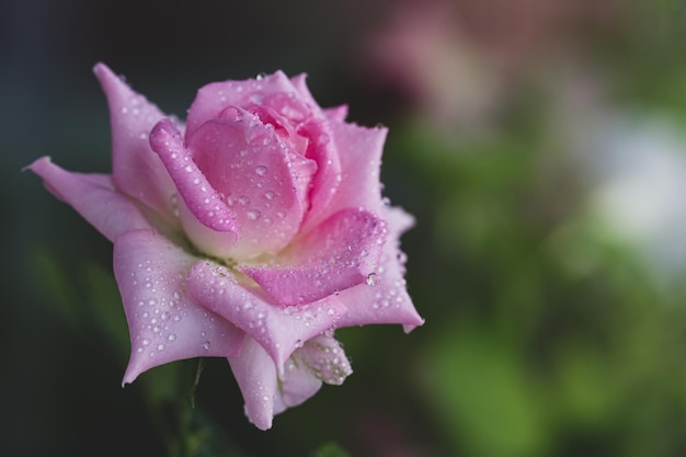 Bella tarjeta de verano con una rosa rosada en el fondo del jardín