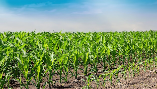 Foto bella vista de una gran plantación de soja de irrigación en un día soleado concepto de la agricultura