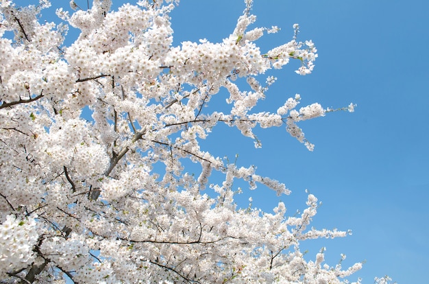 Bellamente floreciente sakura en cielo azul