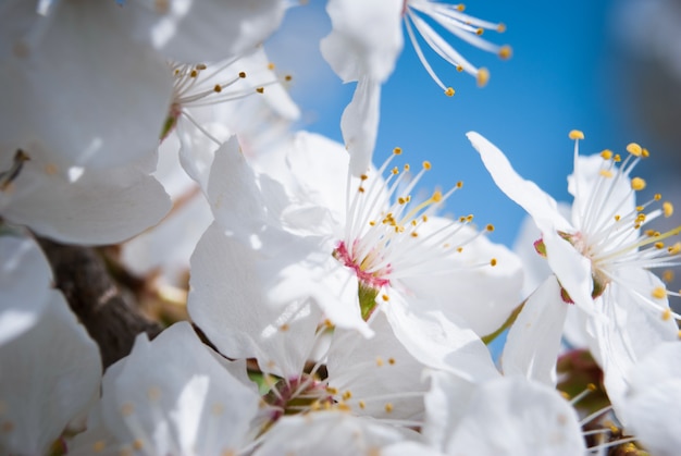 Bellas flores de cerezo. Sakura