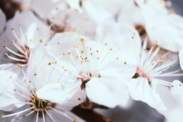 Bellas flores de cerezo. Sakura