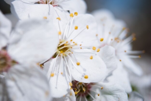 Bellas flores de cerezo. Sakura