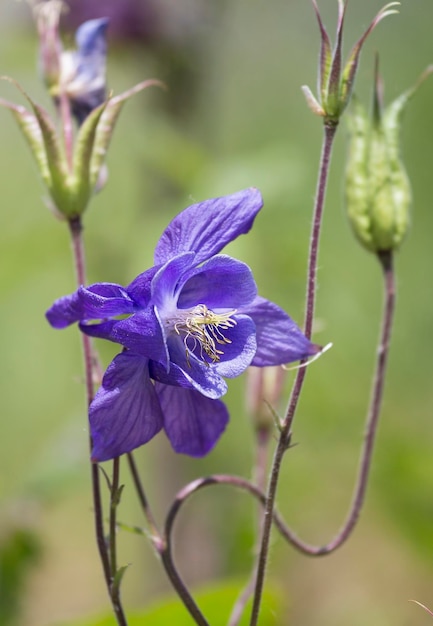 Bellas flores en su entorno natural.