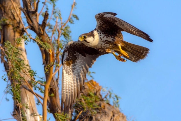 bellas fotos de falcon, The laggar falcon, también conocido como lugger falcon o jugger