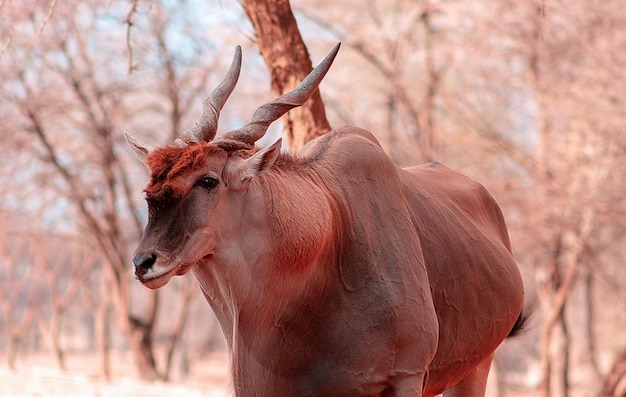 Bellas imágenes del antílope más grande de África. Antílope Eland africano salvaje cerca, Namibia, África