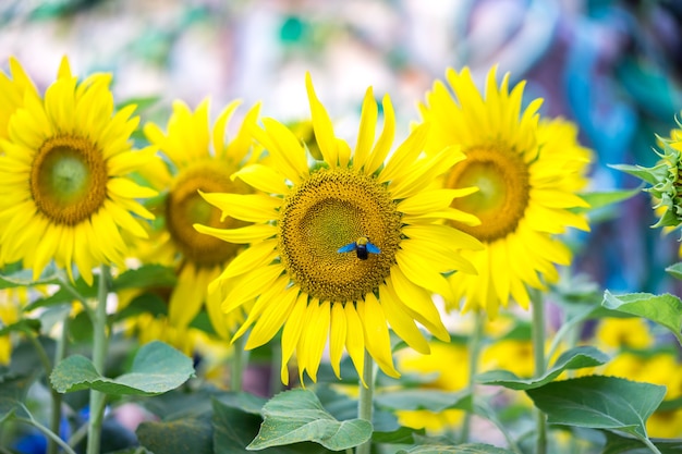 Bellas imágenes de girasol e insectos