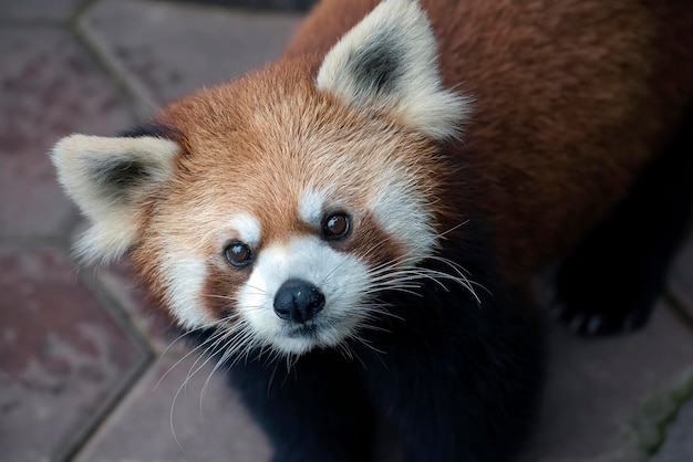 Bellas imágenes de un panda rojo