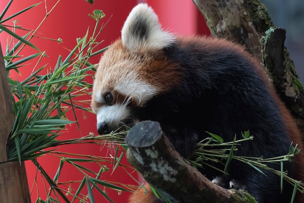 Bellas imágenes de un panda rojo